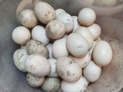 Яйцо инкубационные мускусной утки