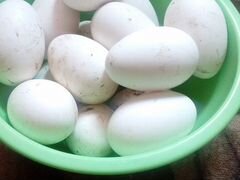 Продаются гусиные яйца,порода линда