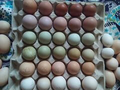 Яйца для инкубации куриц