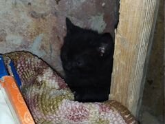 Черный котенок, порода обычная