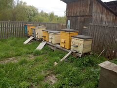 Улей с пчелами 3 шт