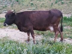 Дойная корова