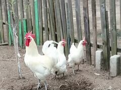 Инкубационные яйца Бресс гальских кур