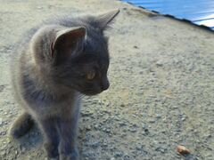 Котёнок "найдёныш" помесь с британской голубой