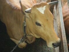 Корова, телка стельная, порода Джерси+Швиц