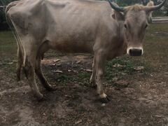 Корова дойная