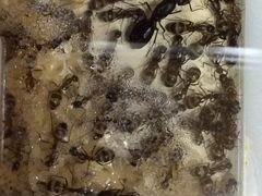 Ферма с муравьями Camponotus fellah (Комплект)
