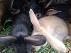Помесные крольчата баранов