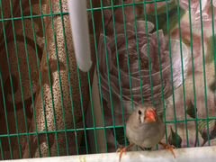 Птица Зебровая амадина (самка) с клеткой
