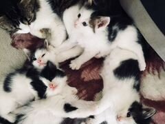 Котята (2 мальчика и 2 девочки)