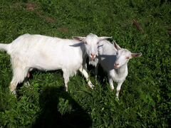 Зааненская коза, 2 козы