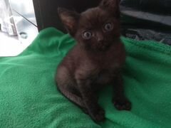 Черный котенок. Мальчик 2 месяца