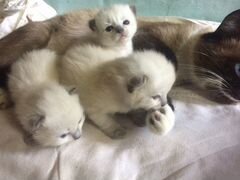 3 котёнка по 1 месяцу