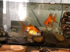 Аквариум и 3 золотые рыбки