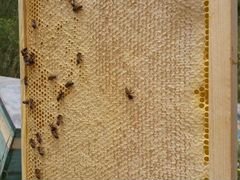 Шикарные соты.из чтстого мёда чисто пчелинная рабо