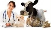 Узи-диагностика коров, коз, овец на беременность