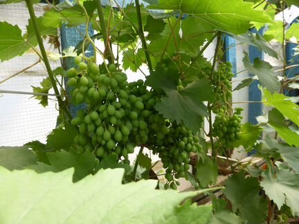 Саженцы винограда от опытных виноградарей