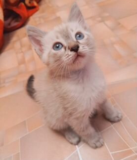 Котёнок Тайской кошки
