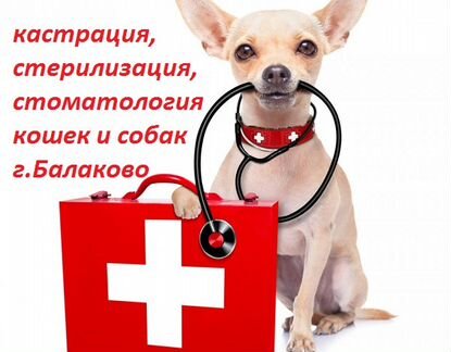 Ветеринарные процедуры на дому в Балаково