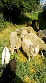 Овцы и козы