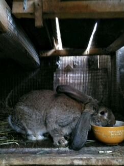 Кролик крупных пород 6мес