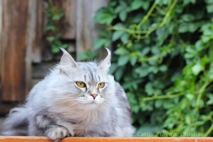 Сибирская кошка, серебро, мрамор