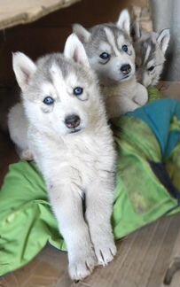 Продаются племенные щенки сибирский хаски