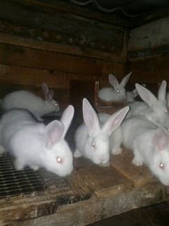 Кролики разных пород