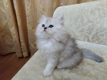 Персидские котята серебристые шиншиллы
