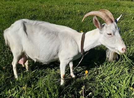 Зааненские козы и козел