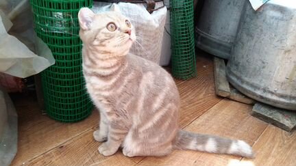 Британская кошка с окрасом кремовый мрамор