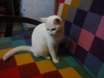 Кошка белая янтарные глаза