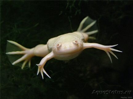 Лягушка аквариумная