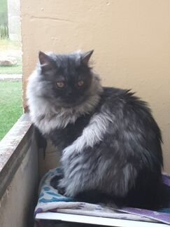 Вязка,кот персидский