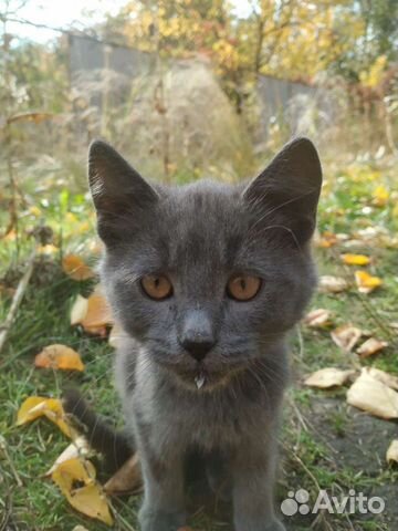 Котёнок русская голубая. Отдам бесплатно