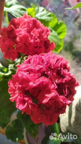 Пеларгонии коллекционные сортовые, липпия сладкая