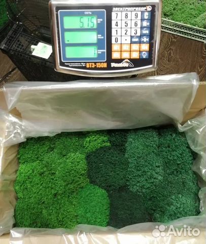 Стабилизированный мох от производителя