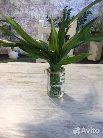 Драцена Сандера