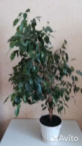 Гранат, лимон, фикус