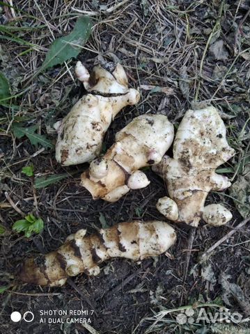 Топинамбур клубни, рассада