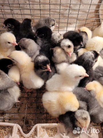 Цыплята бройлеры