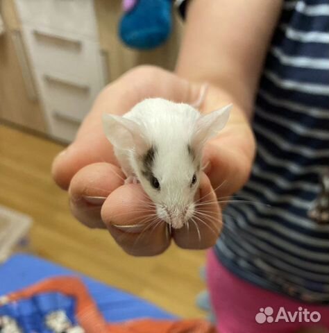 Декоративные мыши