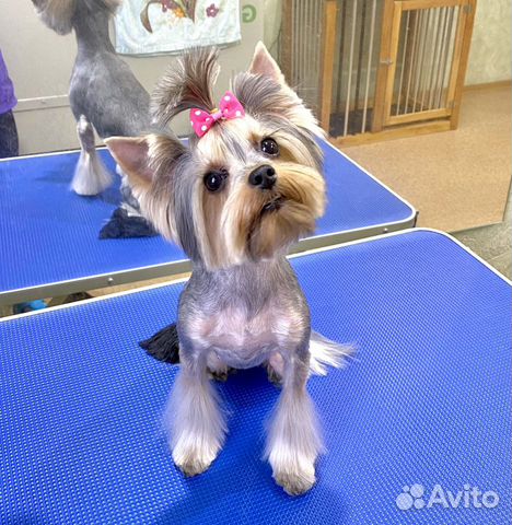 Стрижка Йорков / стрижка собак / груминг / грумер