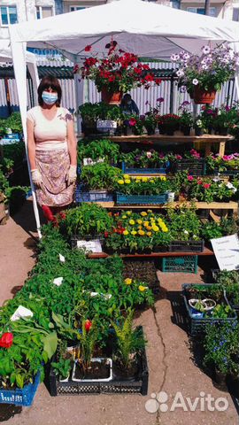 Рассада помидор, овощей и цветов