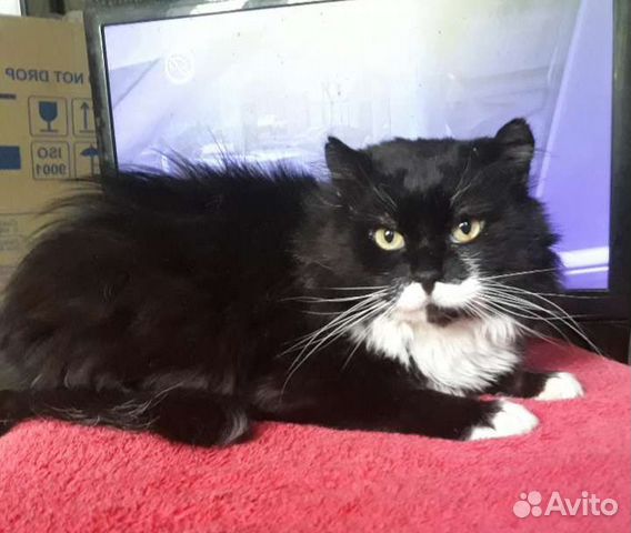 Ласковый кот