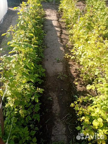 Саженцы малины мапема, полонез, энросадира