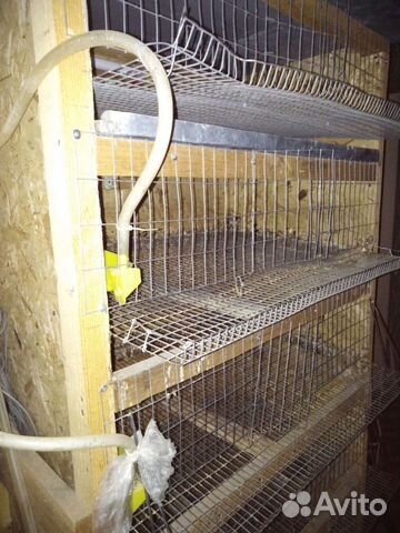 Клетка для перепелов