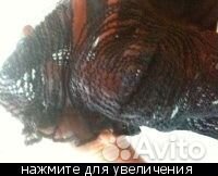 Маечка Денис Симачев Маечка Денис Симачев