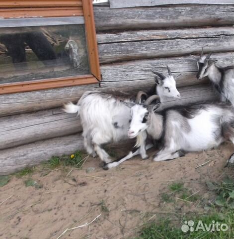 Козы и козлята купить на Зозу.ру - фотография № 1