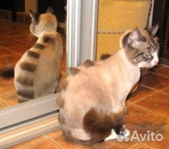 Авито стрижка кошек Авито стрижка кошек